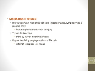 • Morphologic Features:
• Infiltration with mononuclear cells (macrophages, lymphocytes &
plasma cells)
• indicates persistent reaction to injury
• Tissue destruction
• Done by way of Inflammatory cells
• Repair involving angiogenesis and fibrosis
• Attempt to replace lost tissue
44
 