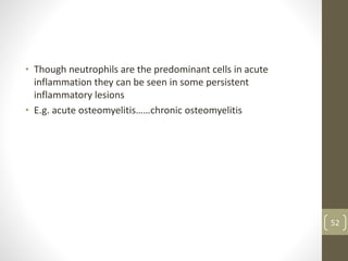 • Though neutrophils are the predominant cells in acute
inflammation they can be seen in some persistent
inflammatory lesions
• E.g. acute osteomyelitis……chronic osteomyelitis
52
 