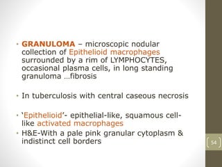 • GRANULOMA – microscopic nodular
collection of Epithelioid macrophages
surrounded by a rim of LYMPHOCYTES,
occasional plasma cells, in long standing
granuloma …fibrosis
• In tuberculosis with central caseous necrosis
• ‘Epithelioid’- epithelial-like, squamous cell-
like activated macrophages
• H&E-With a pale pink granular cytoplasm &
indistinct cell borders 54
 
