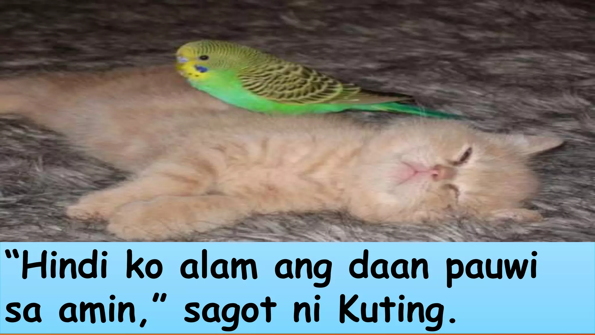 “Hindi ko alam ang daan pauwi 
sa amin,” sagot ni Kuting. 
 