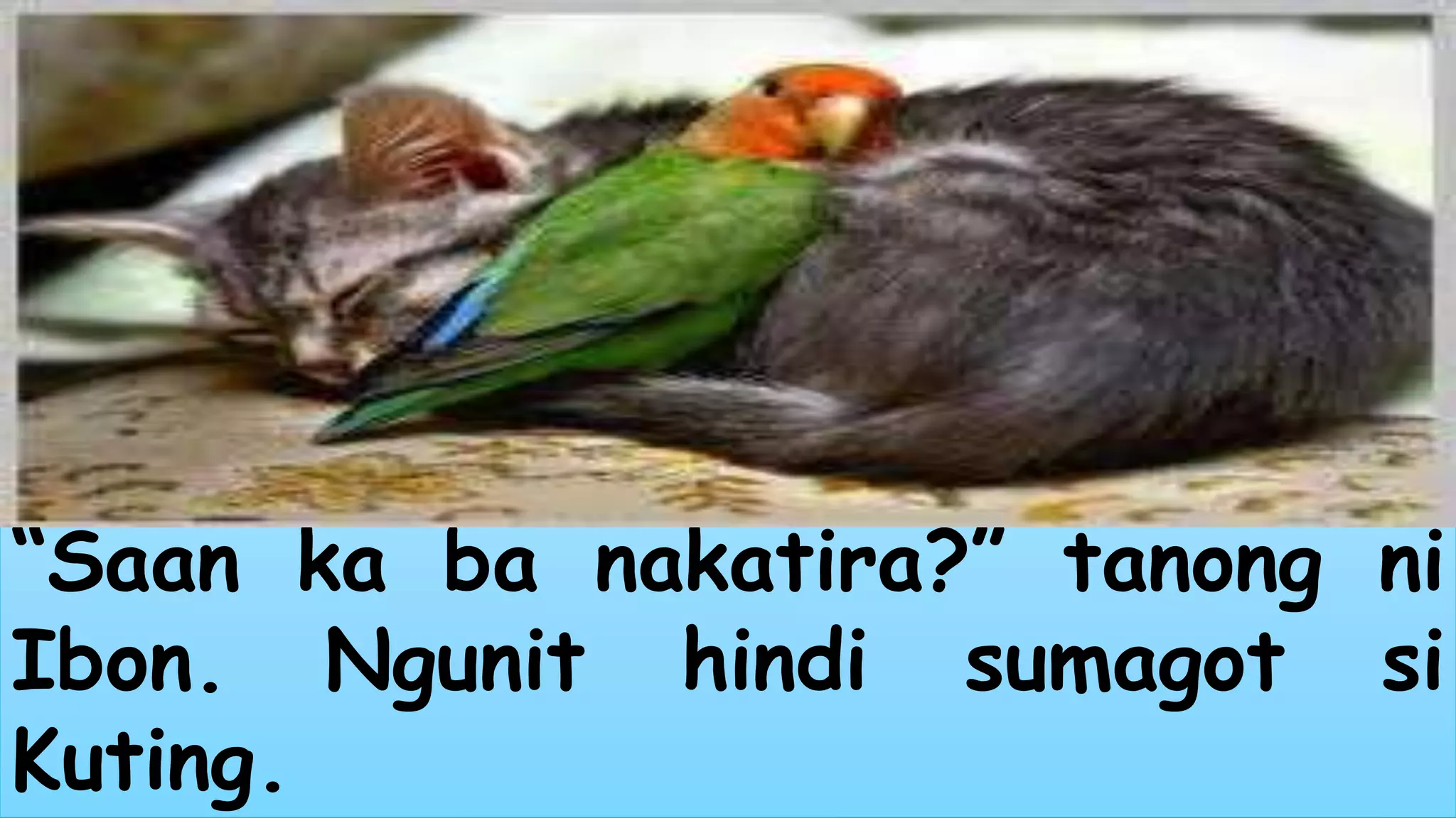 “Saan ka ba nakatira?” tanong ni 
Ibon. Ngunit hindi sumagot si 
Kuting. 
 