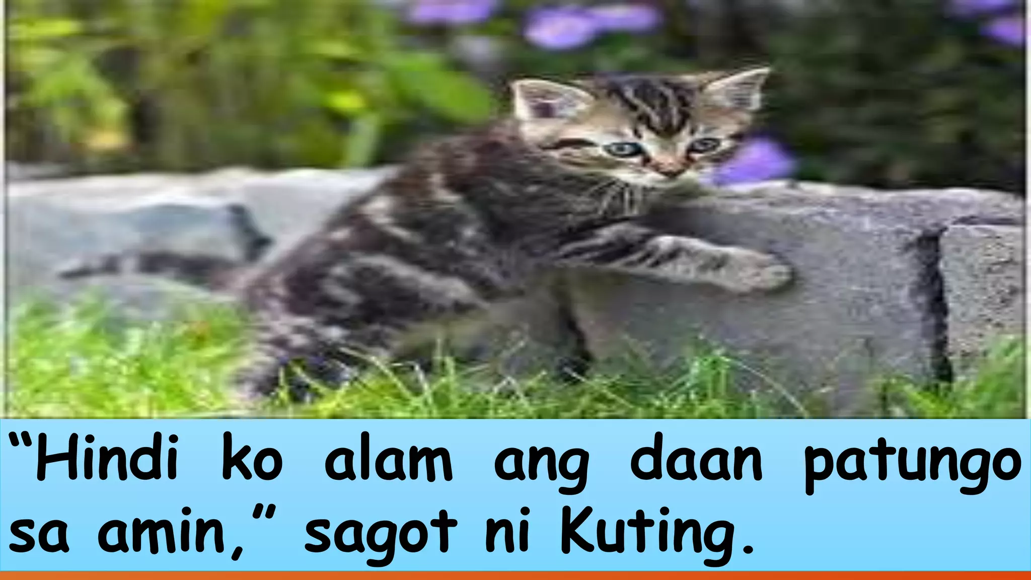 “Hindi ko alam ang daan patungo 
sa amin,” sagot ni Kuting. 
 