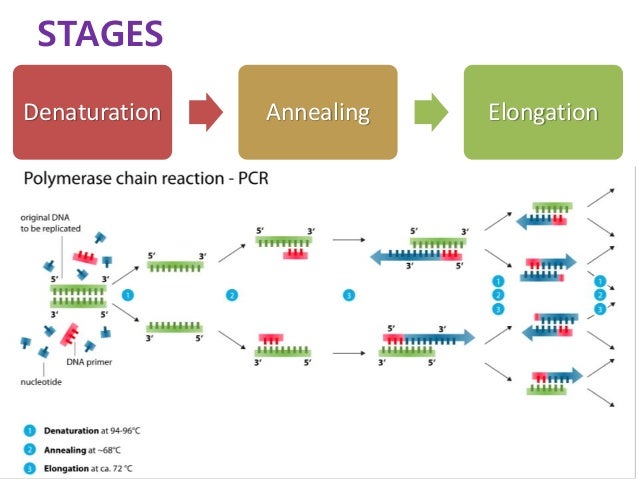 Polymerase Building New Bases Polymerase Building New Bases