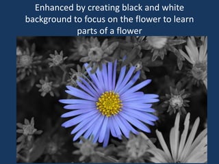 Enhanced by creating black and white
background to focus on the flower to learn
parts of a flower
 