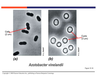 Copyright © 2009 Pearson Education Inc., publishing as Pearson Benjamin Cummings
Azotobacter vinelandii
Figure 15.18
Cysts
(3 um)
Cells
(2 um)
 