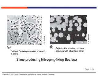 Copyright © 2009 Pearson Education Inc., publishing as Pearson Benjamin Cummings
Figure 15.19a
Slime producing Nitrogen2-fixing Bacteria
Cells of Derixia gummosa encased
in slime
Beijerinckia species produce
colonies with abundant slime
 