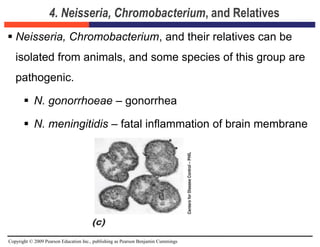 Copyright © 2009 Pearson Education Inc., publishing as Pearson Benjamin Cummings
4. Neisseria, Chromobacterium, and Relatives
 Neisseria, Chromobacterium, and their relatives can be
isolated from animals, and some species of this group are
pathogenic.
 N. gonorrhoeae – gonorrhea
 N. meningitidis – fatal inflammation of brain membrane
 
