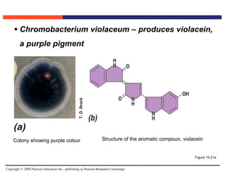 Copyright © 2009 Pearson Education Inc., publishing as Pearson Benjamin Cummings
Figure 15.21a
 Chromobacterium violaceum – produces violacein,
a purple pigment
Colony showing purple colour Structure of the aromatic compoun, violacein
 