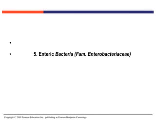 Copyright © 2009 Pearson Education Inc., publishing as Pearson Benjamin Cummings
•
• 5. Enteric Bacteria (Fam. Enterobacteriaceae)
 