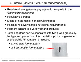 Copyright © 2009 Pearson Education Inc., publishing as Pearson Benjamin Cummings
5. Enteric Bacteria (Fam. Enterobacteriaceae)
 Relatively homogeneous phylogenetic group within the
Gammaproteobacteria
 Facultative aerobes
 Motile or non-motile, nonsporulating rods
 Possess relatively simple nutritional requirements
 Ferment sugars to a variety of end products
 Enteric bacteria can be separated into two broad groups by
the type and proportion of fermentation products generated
by anaerobic fermentation of glucose
 Mixed-acid fermentators
 2,3-butanediol fermentators
 