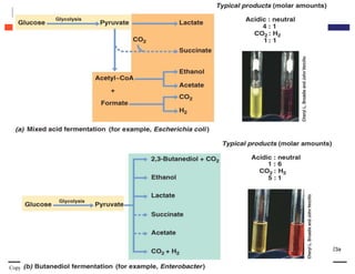 Copyright © 2009 Pearson Education Inc., publishing as Pearson Benjamin Cummings
Enteric Fermentations
Figure 15.23a
 