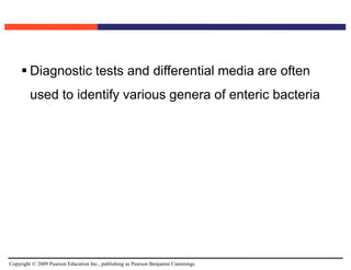 Copyright © 2009 Pearson Education Inc., publishing as Pearson Benjamin Cummings
 Diagnostic tests and differential media are often
used to identify various genera of enteric bacteria
 