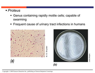 Copyright © 2009 Pearson Education Inc., publishing as Pearson Benjamin Cummings
 Proteus
 Genus containing rapidly motile cells; capable of
swarming
 Frequent cause of urinary tract infections in humans
 