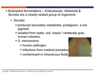 Copyright © 2009 Pearson Education Inc., publishing as Pearson Benjamin Cummings
 Butanediol fermentators – Enterobacter, Klebsiella &
Serratia are a closely related group of organisms
 Serratia
 produces secondary metabolite, prodigiosin, a red
pigment
 isolated from water, soil, insect / vertebrate guts,
human intestine.
 S. marcescens:
 human pathogen
 infections from medical procedures
 contaminant in intravenous fluids
 
