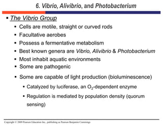 Copyright © 2009 Pearson Education Inc., publishing as Pearson Benjamin Cummings
6. Vibrio, Alivibrio, and Photobacterium
 The Vibrio Group
 Cells are motile, straight or curved rods
 Facultative aerobes
 Possess a fermentative metabolism
 Best known genera are Vibrio, Alivibrio & Photobacterium
 Most inhabit aquatic environments
 Some are pathogenic
 Some are capable of light production (bioluminescence)
 Catalyzed by luciferase, an O2-dependent enzyme
 Regulation is mediated by population density (quorum
sensing)
 