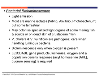 Copyright © 2009 Pearson Education Inc., publishing as Pearson Benjamin Cummings
 Bacterial Bioluminescence
 Light emission
 Most are marine isolates (Vibrio, Alivibrio, Photobacterium)
but some terrestrial
 May colonise specialized light organs of some maring fish
& squids or on dead skin of crustacean / fish
 V. cholera & V. vulnificus are pathogens; care when
handling luminous bacteria
 Bioluminescence only when oxygen is present
 LuxCDABE gene products, luciferase, oxygen and a
population density response (acyl homoserine [AHL],
quorum sensing) is required
 