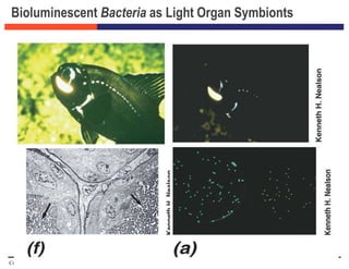 Copyright © 2009 Pearson Education Inc., publishing as Pearson Benjamin Cummings
Bioluminescent Bacteria as Light Organ Symbionts
Figure 15.27c
 