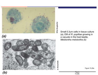 Copyright © 2009 Pearson Education Inc., publishing as Pearson Benjamin Cummings
Figure 15.28a
Figure
15.28b
Small 0.3um cells in tissue culture
(a). EM of R. popilliae growing in
a vacuole in the host beetle,
Melolontha melolontha (b)
 
