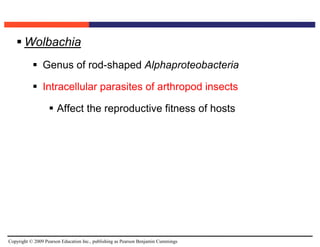 Copyright © 2009 Pearson Education Inc., publishing as Pearson Benjamin Cummings
 Wolbachia
 Genus of rod-shaped Alphaproteobacteria
 Intracellular parasites of arthropod insects
 Affect the reproductive fitness of hosts
 