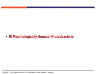 Copyright © 2009 Pearson Education Inc., publishing as Pearson Benjamin Cummings
• III Morphologically Unusual Proteobacteria
 