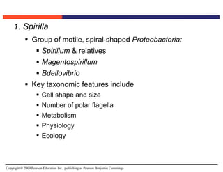 Copyright © 2009 Pearson Education Inc., publishing as Pearson Benjamin Cummings
1. Spirilla
 Group of motile, spiral-shaped Proteobacteria:
 Spirillum & relatives
 Magentospirillum
 Bdellovibrio
 Key taxonomic features include
 Cell shape and size
 Number of polar flagella
 Metabolism
 Physiology
 Ecology
 