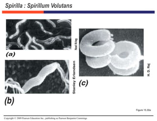 Copyright © 2009 Pearson Education Inc., publishing as Pearson Benjamin Cummings
Spirilla : Spirillum Volutans
Figure 15.30a
 