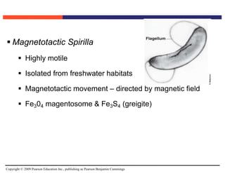 Copyright © 2009 Pearson Education Inc., publishing as Pearson Benjamin Cummings
 Magnetotactic Spirilla
 Highly motile
 Isolated from freshwater habitats
 Magnetotactic movement – directed by magnetic field
 Fe304 magentosome & Fe3S4 (greigite)
 