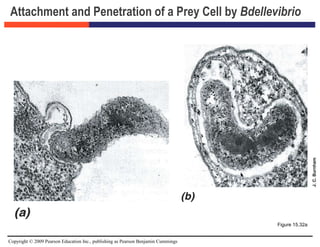 Copyright © 2009 Pearson Education Inc., publishing as Pearson Benjamin Cummings
Attachment and Penetration of a Prey Cell by Bdellevibrio
Figure 15.32a
 