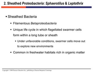 Copyright © 2009 Pearson Education Inc., publishing as Pearson Benjamin Cummings
2. Sheathed Proteobacteria: Sphaerotilus & Leptothrix
 Sheathed Bacteria
 Filamentous Betaproteobacteria
 Unique life cycle in which flagellated swarmer cells
form within a long tube or sheath
 Under unfavorable conditions, swarmer cells move out
to explore new environments
 Common in freshwater habitats rich in organic matter
 
