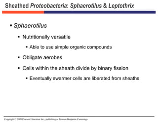 Copyright © 2009 Pearson Education Inc., publishing as Pearson Benjamin Cummings
Sheathed Proteobacteria: Sphaerotilus & Leptothrix
 Sphaerotilus
 Nutritionally versatile
 Able to use simple organic compounds
 Obligate aerobes
 Cells within the sheath divide by binary fission
 Eventually swarmer cells are liberated from sheaths
 