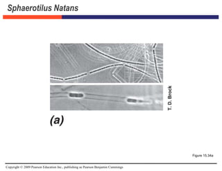 Copyright © 2009 Pearson Education Inc., publishing as Pearson Benjamin Cummings
Sphaerotilus Natans
Figure 15.34a
 