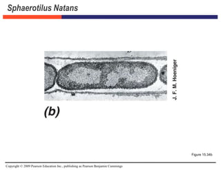 Copyright © 2009 Pearson Education Inc., publishing as Pearson Benjamin Cummings
Sphaerotilus Natans
Figure 15.34b
 