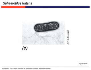 Copyright © 2009 Pearson Education Inc., publishing as Pearson Benjamin Cummings
Sphaerotilus Natans
Figure 15.34c
 