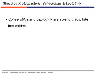 Copyright © 2009 Pearson Education Inc., publishing as Pearson Benjamin Cummings
Sheathed Proteobacteria: Sphaerotilus & Leptothrix
 Sphaerotilus and Leptothrix are able to precipitate
iron oxides
 