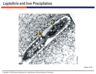 Copyright © 2009 Pearson Education Inc., publishing as Pearson Benjamin Cummings
Leptothrix and Iron Precipitation
Figure 15.35
 
