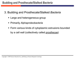 Copyright © 2009 Pearson Education Inc., publishing as Pearson Benjamin Cummings
Budding and Prosthecate/Stalked Bacteria
3. Budding and Prosthecate/Stalked Bacteria
 Large and heterogeneous group
 Primarily Alphaproteobacteria
 Form various kinds of cytoplasmic extrusions bounded
by a cell wall (collectively called prosthecae)
 