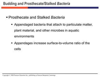 Copyright © 2009 Pearson Education Inc., publishing as Pearson Benjamin Cummings
Budding and Prosthecate/Stalked Bacteria
 Prosthecate and Stalked Bacteria
 Appendaged bacteria that attach to particulate matter,
plant material, and other microbes in aquatic
environments
 Appendages increase surface-to-volume ratio of the
cells
 