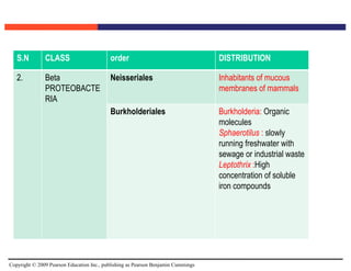 Copyright © 2009 Pearson Education Inc., publishing as Pearson Benjamin Cummings
S.N CLASS order DISTRIBUTION
2. Beta
PROTEOBACTE
RIA
Neisseriales Inhabitants of mucous
membranes of mammals
Burkholderiales Burkholderia: Organic
molecules
Sphaerotilus : slowly
running freshwater with
sewage or industrial waste
Leptothrix :High
concentration of soluble
iron compounds
 