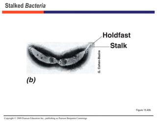 Copyright © 2009 Pearson Education Inc., publishing as Pearson Benjamin Cummings
Stalked Bacteria
Figure 15.40b
 