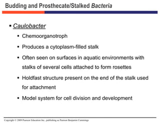 Copyright © 2009 Pearson Education Inc., publishing as Pearson Benjamin Cummings
Budding and Prosthecate/Stalked Bacteria
 Caulobacter
 Chemoorganotroph
 Produces a cytoplasm-filled stalk
 Often seen on surfaces in aquatic environments with
stalks of several cells attached to form rosettes
 Holdfast structure present on the end of the stalk used
for attachment
 Model system for cell division and development
 