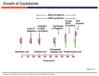 Copyright © 2009 Pearson Education Inc., publishing as Pearson Benjamin Cummings
Growth of Caulobacter
Figure 15.41
 