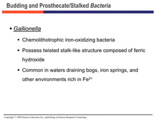 Copyright © 2009 Pearson Education Inc., publishing as Pearson Benjamin Cummings
Budding and Prosthecate/Stalked Bacteria
 Gallionella
 Chemolithotrophic iron-oxidizing bacteria
 Possess twisted stalk-like structure composed of ferric
hydroxide
 Common in waters draining bogs, iron springs, and
other environments rich in Fe2+
 