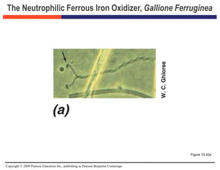 Copyright © 2009 Pearson Education Inc., publishing as Pearson Benjamin Cummings
The Neutrophilic Ferrous Iron Oxidizer, Gallione Ferruginea
Figure 15.42a
 