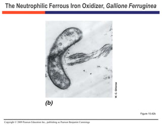 Copyright © 2009 Pearson Education Inc., publishing as Pearson Benjamin Cummings
The Neutrophilic Ferrous Iron Oxidizer, Gallione Ferruginea
Figure 15.42b
 