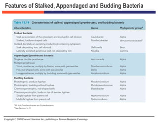 Copyright © 2009 Pearson Education Inc., publishing as Pearson Benjamin Cummings
Features of Stalked, Appendaged and Budding Bacteria
 