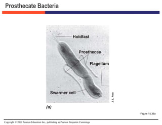 Copyright © 2009 Pearson Education Inc., publishing as Pearson Benjamin Cummings
Prosthecate Bacteria
Figure 15.36a
 