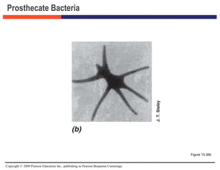 Copyright © 2009 Pearson Education Inc., publishing as Pearson Benjamin Cummings
Prosthecate Bacteria
Figure 15.36b
 