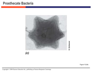 Copyright © 2009 Pearson Education Inc., publishing as Pearson Benjamin Cummings
Prosthecate Bacteria
Figure 15.36c
 