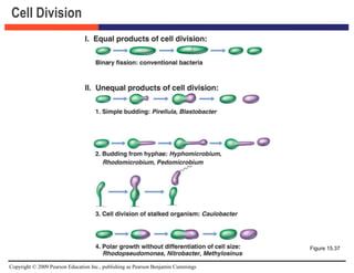 Copyright © 2009 Pearson Education Inc., publishing as Pearson Benjamin Cummings
Cell Division
Figure 15.37
 