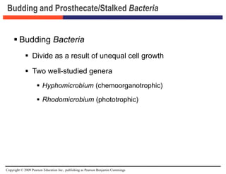 Copyright © 2009 Pearson Education Inc., publishing as Pearson Benjamin Cummings
Budding and Prosthecate/Stalked Bacteria
 Budding Bacteria
 Divide as a result of unequal cell growth
 Two well-studied genera
 Hyphomicrobium (chemoorganotrophic)
 Rhodomicrobium (phototrophic)
 